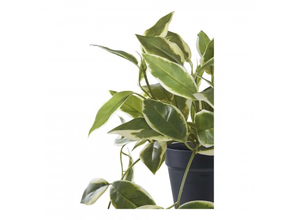 Umělá rostlina Hoya Carnosa, zelená, 33×25,5×25,5 cm – House Nordic