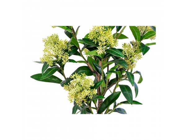 Umělá skimmie, zelená, 75 cm – House Nordic