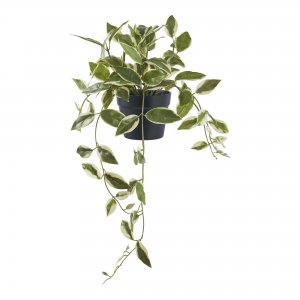 Umělá rostlina Hoya Carnosa, zelená, 33×25,5×25,5 cm – House Nordic