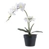 Umělá orchidej, zeleno-bílá, výška 49 cm – House Nordic