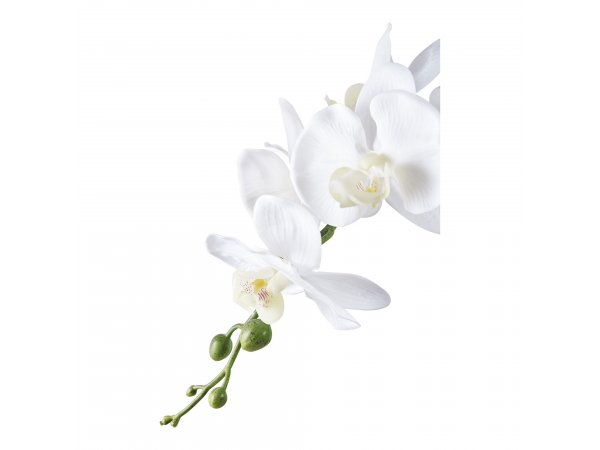 Umělá orchidej, zeleno-bílá, výška 49 cm – House Nordic