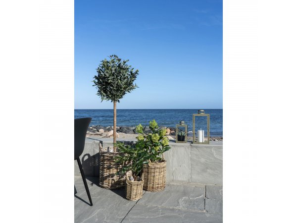 Umělá skimmie, zelená, 75 cm – House Nordic