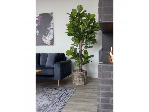 Umělá rostlina Fiddle Leaf, zelená, 93×81×190 cm – House Nordic