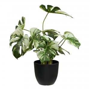 Monstera