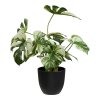 Monstera